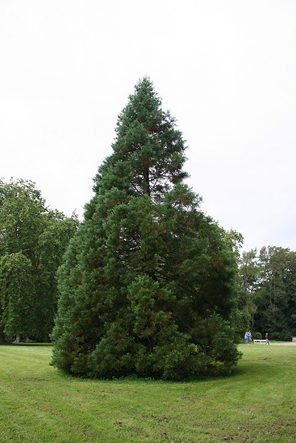 Jeune sequoiadendron giganteum, Rambures © Stéphane Sudré