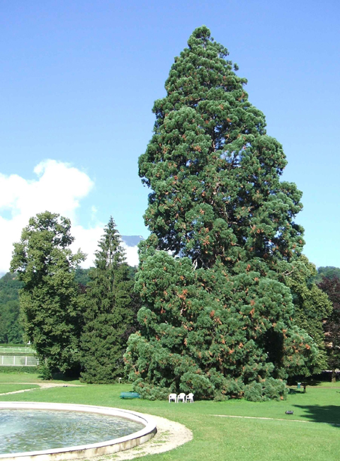 Superbe séquoia géant à Aix-les-Bains © Daniel Florence