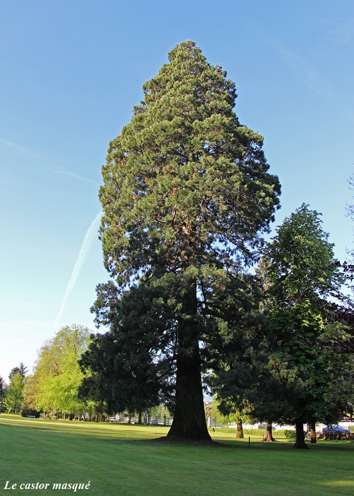 Séquoia géant, Aix-les-Bains © Daniel Florence