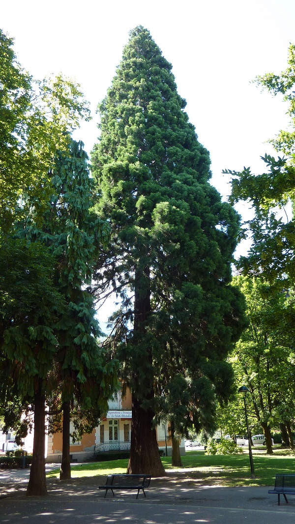 Séquoia géant à Albertville