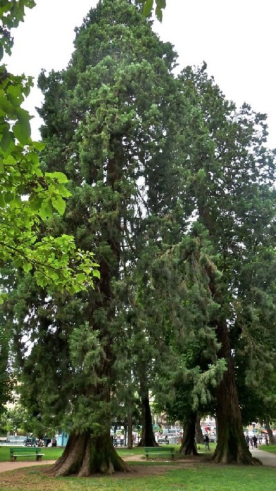 Séquoias géants Jardins de l'Europe