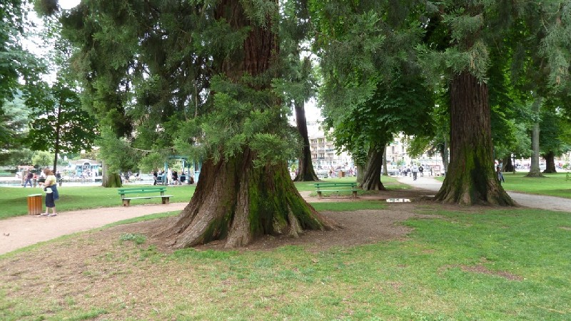 Séquoias géants à Annecy