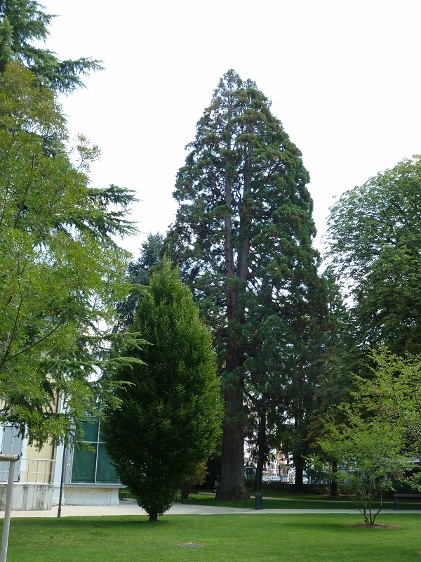 Séquoia géant à Annemasse