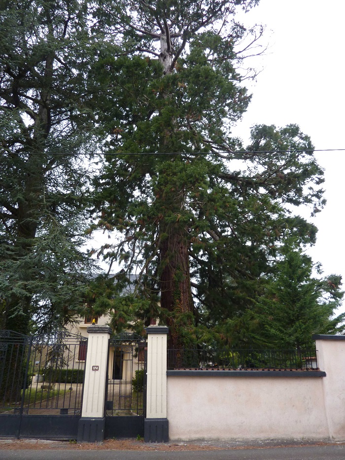 Séquoia géant à Aoste