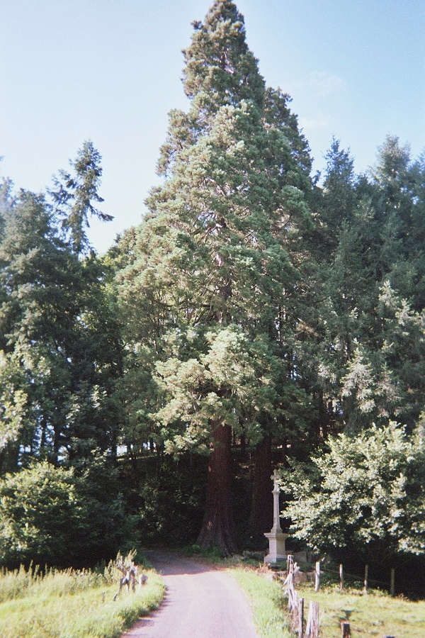 Séquoias géants à Belmont de la Loire