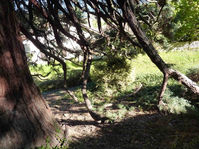 Branches basses du séquoia géant 