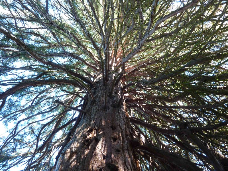 Séquoia géant à Bernin