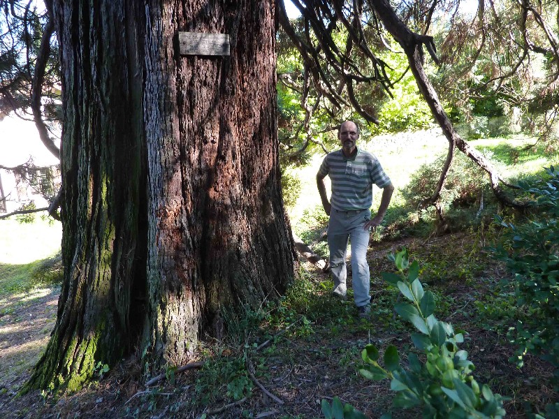 Séquoia géant à la Châtellière à Bernin