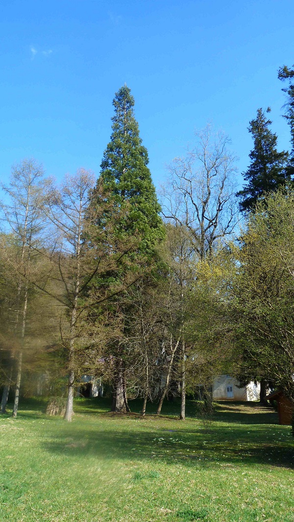 Séquoia géant à Bonneville