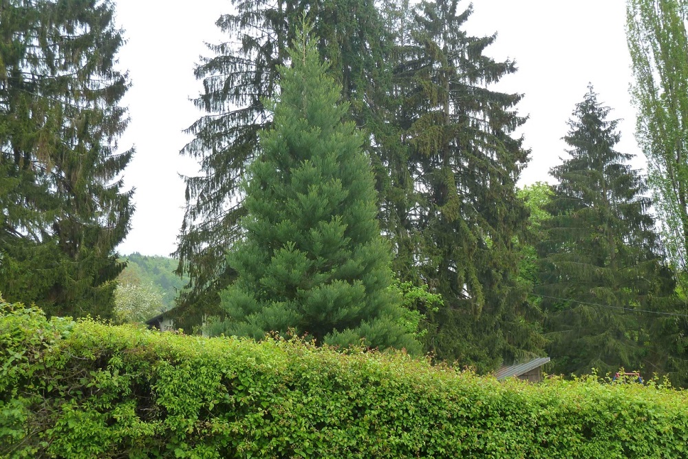 Séquoia géant à Bonneville