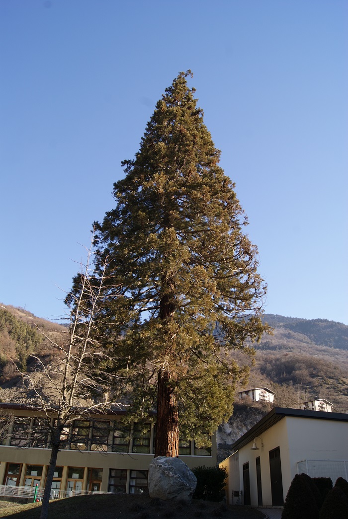 Séquoia géant à Brides les Bains