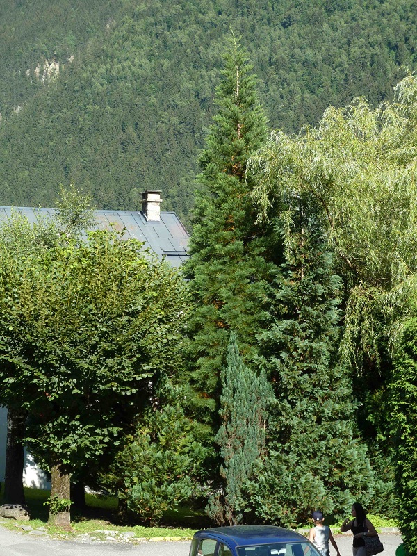 Séquoia géant à Chamonix