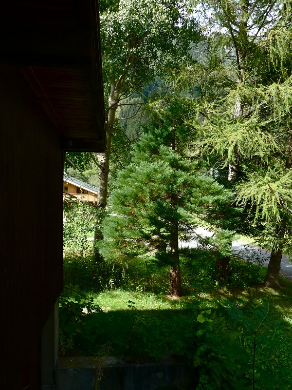 Séquoia géant à Chamonix