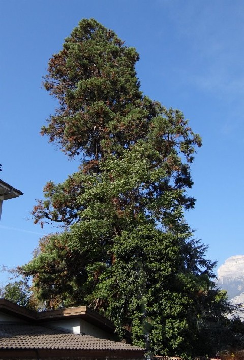 Séquoia géant à Le Champs près Froges