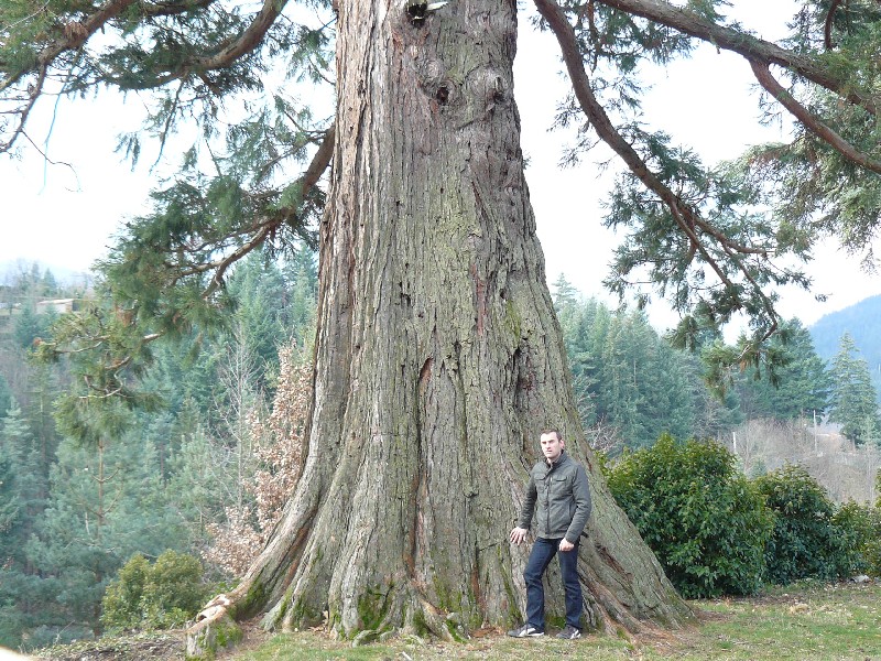 Séquoia géant de 10m50 de circonférence