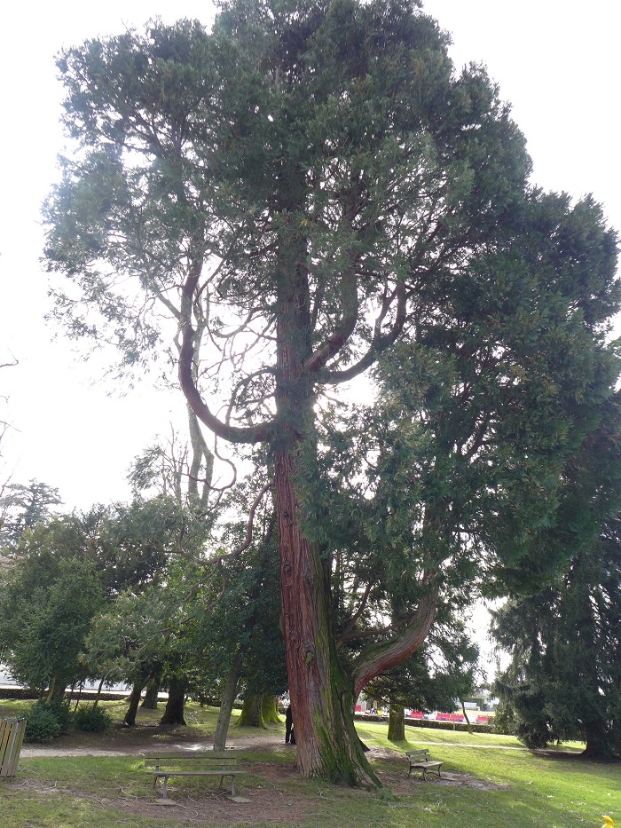 Séquoia géant à Coublevie