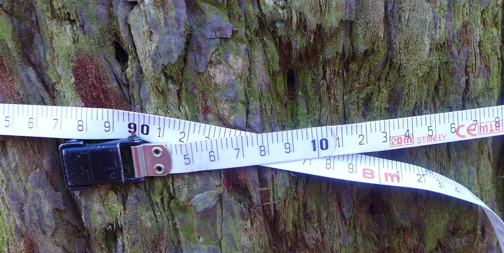 Séquoia géant 7m90