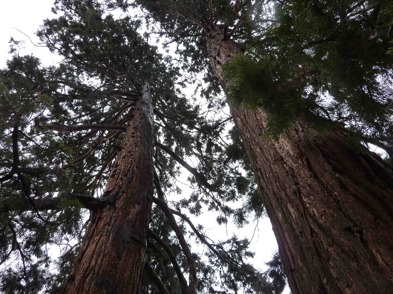 Séquoias géants à Demioz