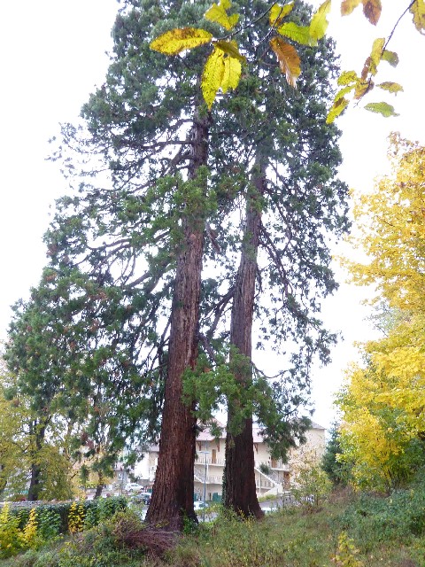 Séquoias géants de Demioz