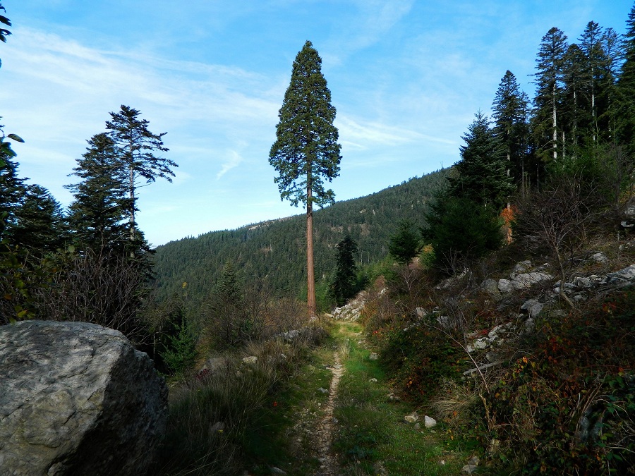 Séquoia géant à Doizieux