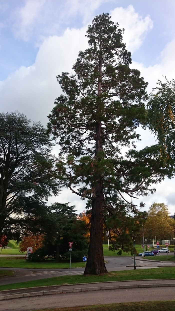Séquoia géant à Firminy
