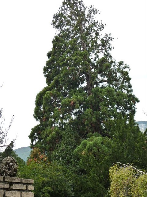 Séquoia géant à Fontaine avenue Ambroise Croizat