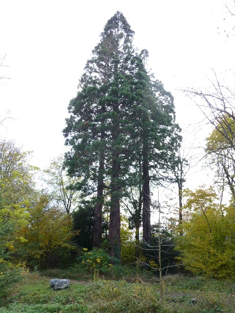 Le trio de séquoias géants dans le parc du Clos Jouvin