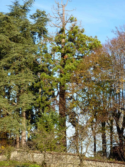 Séquoia géant à La Tour du Pin