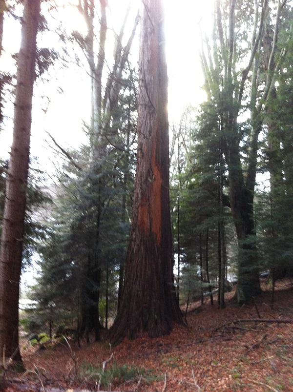 Séquoia géant à la Versanne