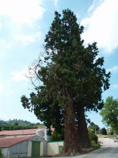 Séquoias géants à La Versanne
