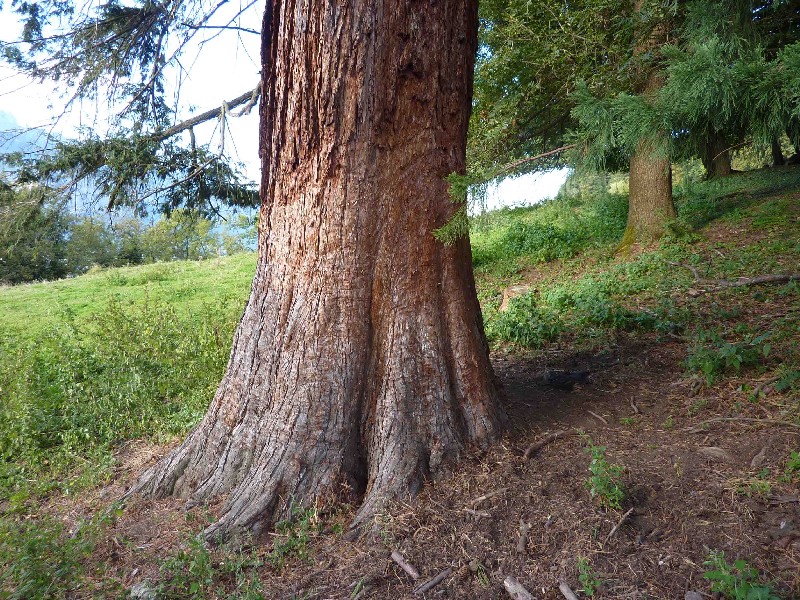Séquoia géant au tronc pelé