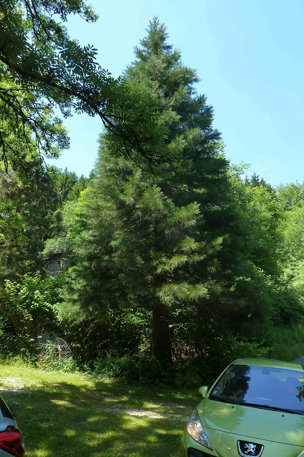 Séquoia géant à Marignier
