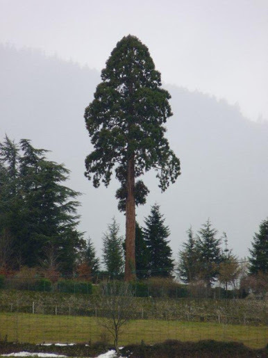 Séquoia géant à Pélussin