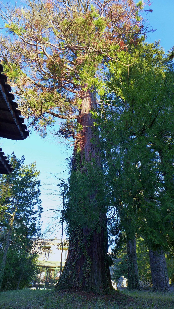 Séquoia géant à Peyrus
