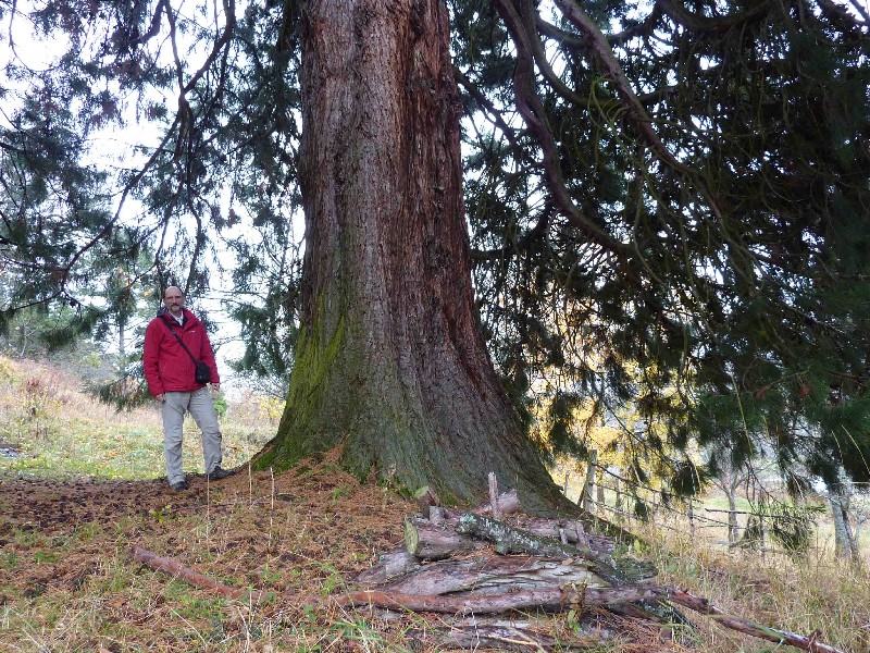 Séquoia géant au village du Fau