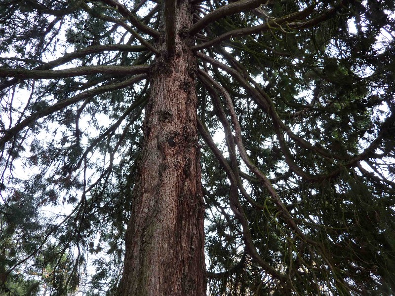 Séquoia géant à Roissard
