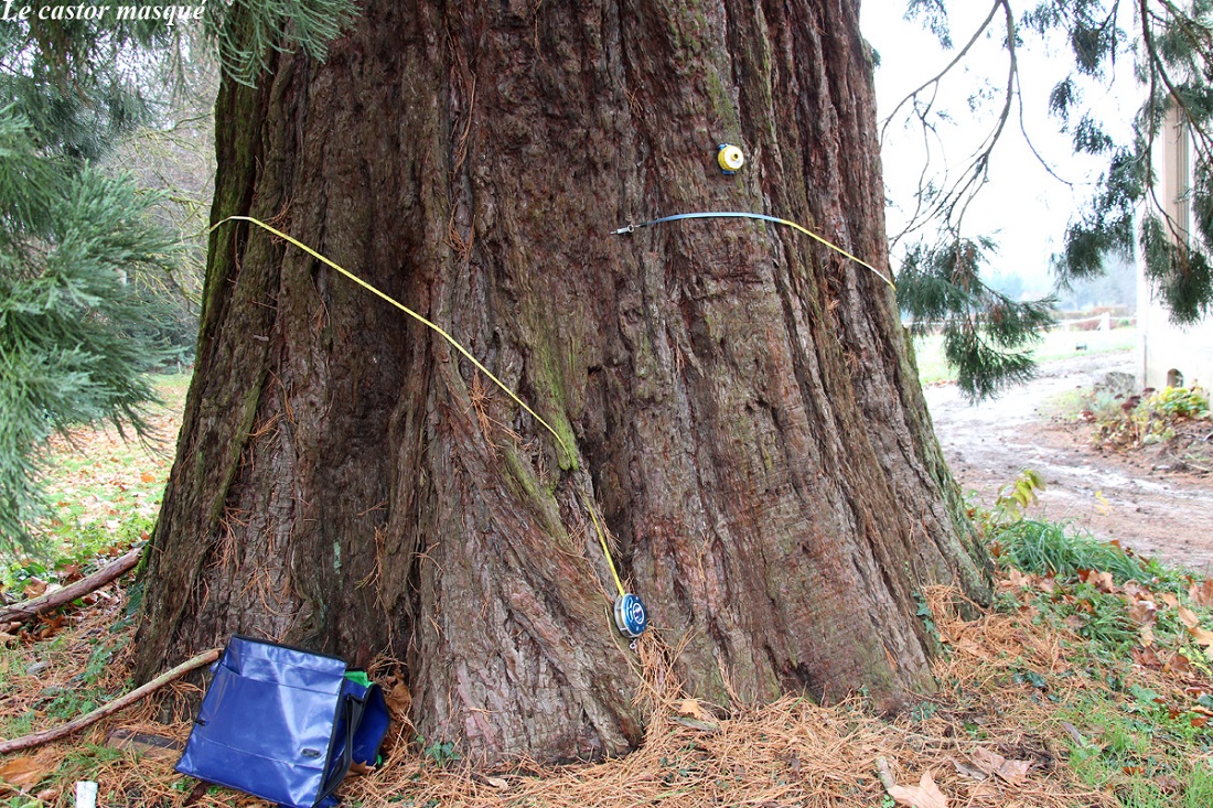 Séquoia géant à Ronno