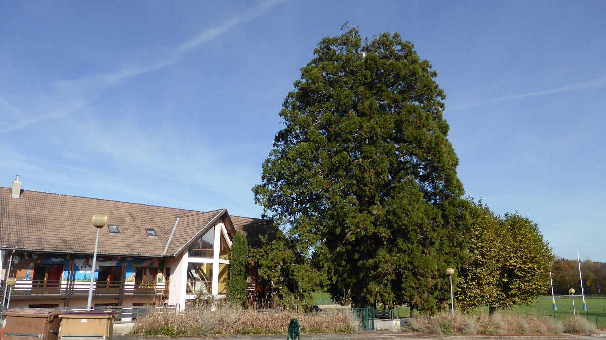 Séquoia géant à Rumilly