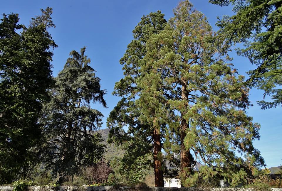 Séquoias géants à St Egrève