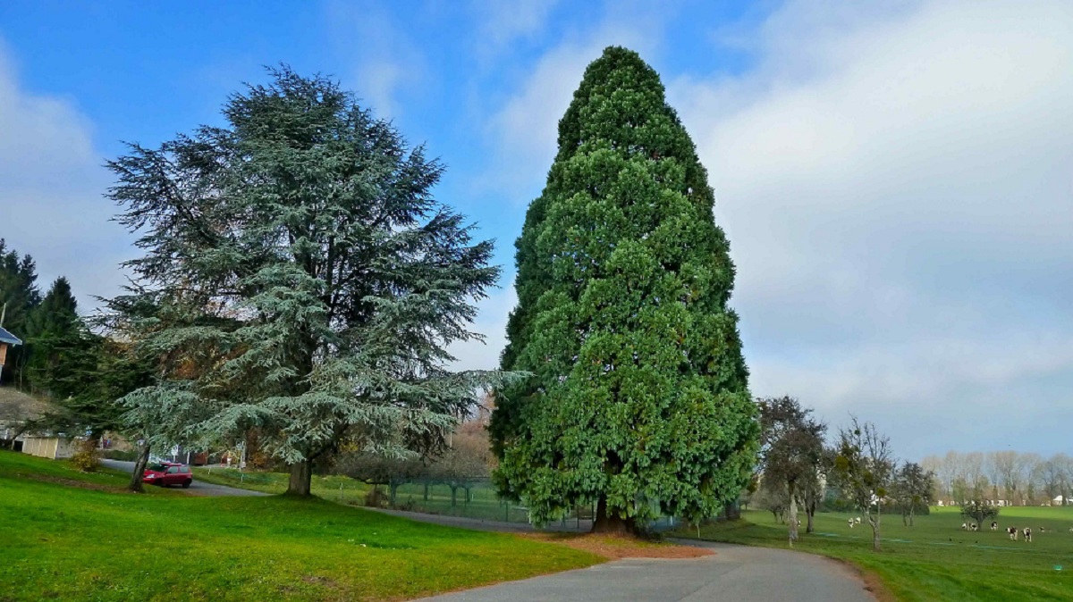 Séquoia géant à St-Jorioz
