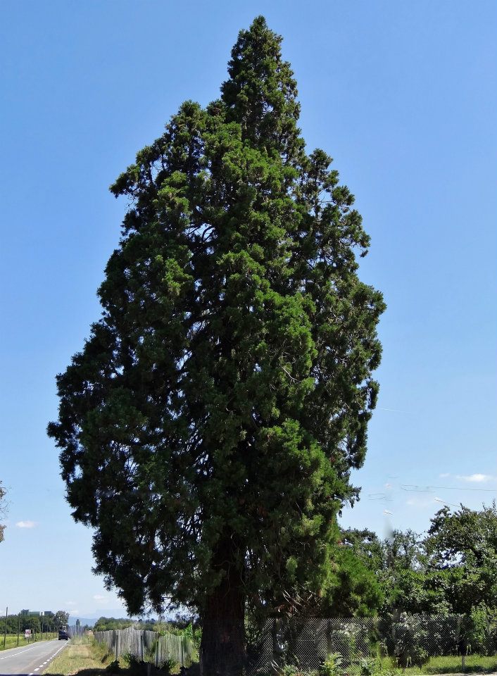 Séquoia géant à St Siméon de Bressieux