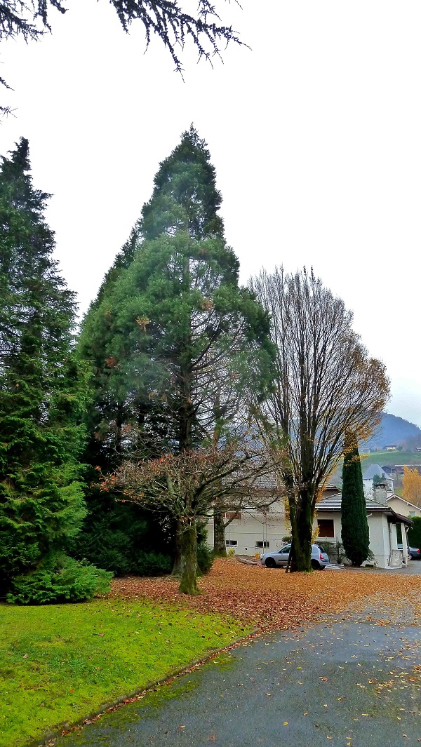 Séquoia géant à Sallanches