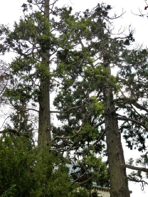Séquoias géants à Seyssinet Pariset
