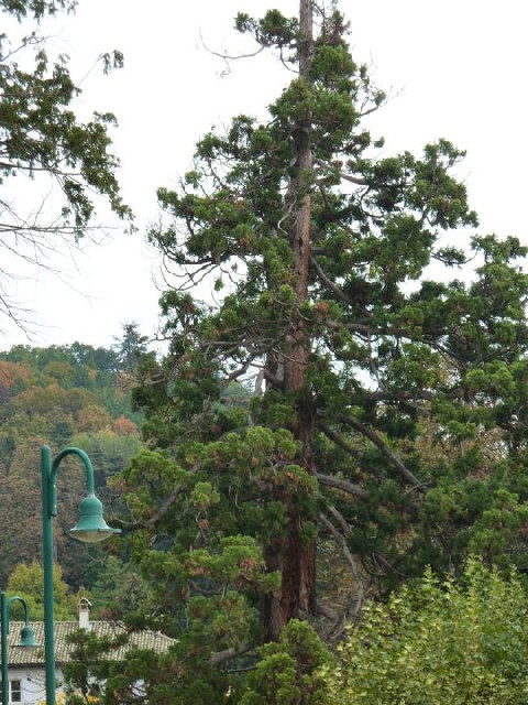 Séquoia géant à Seyssinet Pariset