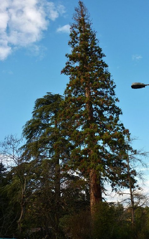 Séquoia géant rue de l'Agneau