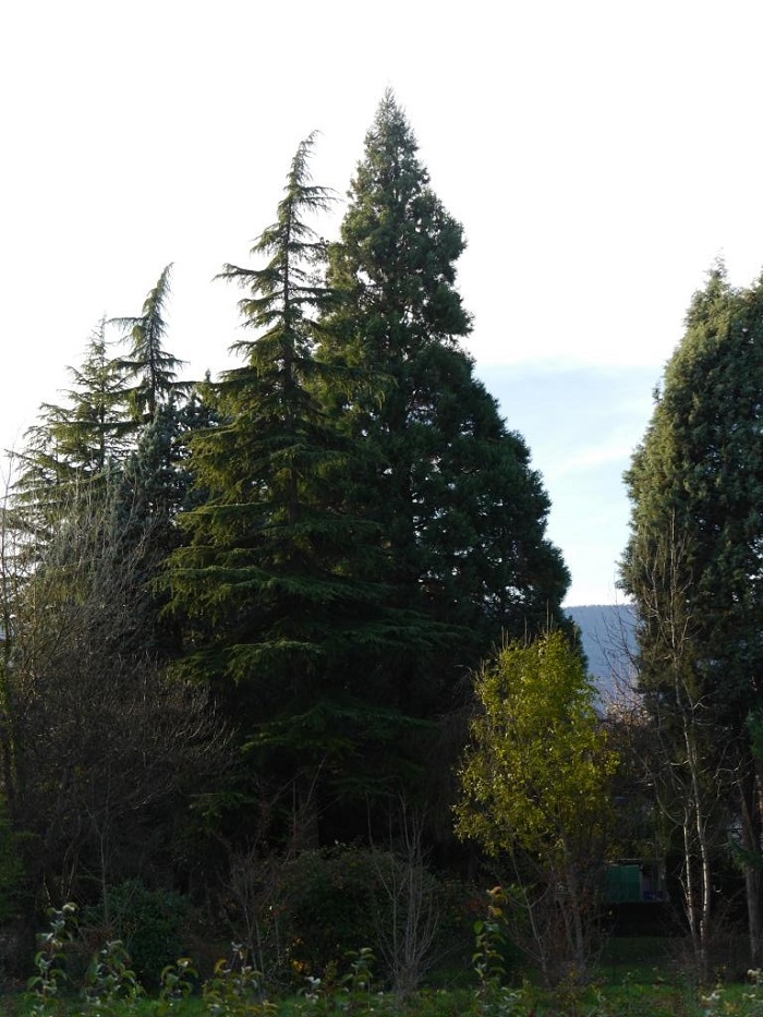 Séquoia géant à Sonnaz