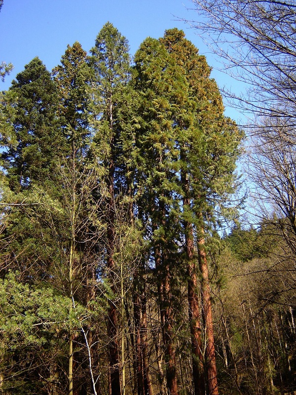 Séquoias géants à St Etiènne