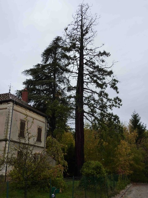 Séquoia géant à St Georges d'Espéranche
