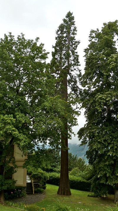 Séquoia géant au 1022