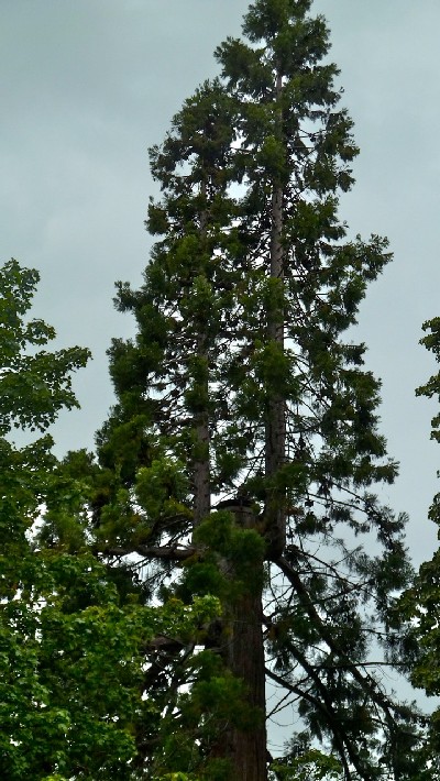 Séquoia géant fourchu